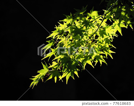 楓葉在陽光下透過樹木發光 楓葉在陽光下透過樹木發光 77618683