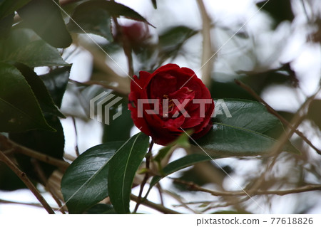 開花崑崙黑 開花崑崙黑 77618826