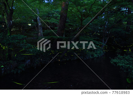 兼六園的螢火蟲 兼六園的螢火蟲 77618983