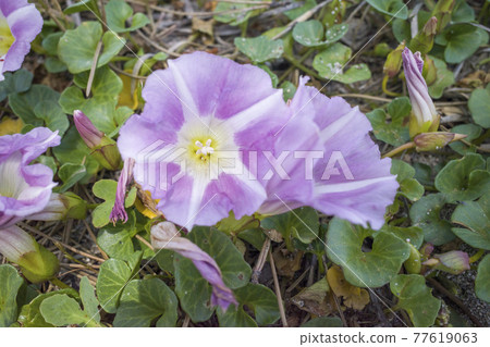 旋花(Yumigahama) 旋花(Yumigahama) 77619063