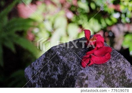 Camellia flowers that fell on the Tamagaki 77619078