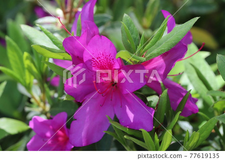 春天公園裡盛開的杜鵑花粉紅色的花朵 77619135