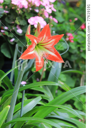 Amaryllis (red top column, Shuchoran) Amaryllis (red top column, Shuchoran) 77619191