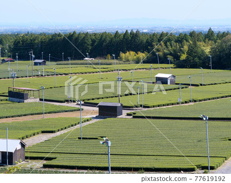 Tea plantation in Komono Town, Mie Prefecture Tea plantation in Komono Town, Mie Prefecture 77619192