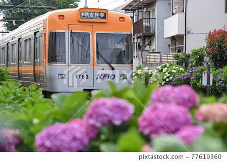 火車和繡球花 火車和繡球花 77619360
