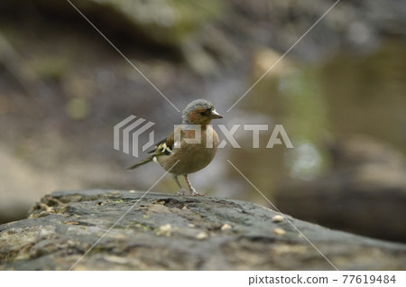 A small bird on the top of one condyle. A small bird on the top of one condyle. 77619484