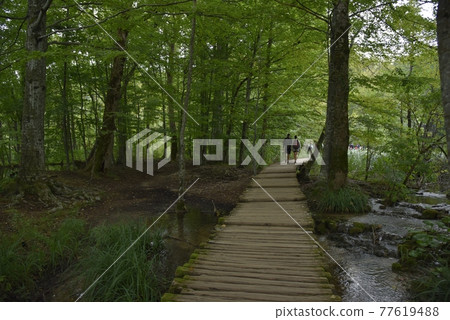 國家公園內森林茂密，綠意盎然，遊客在莫庫丹路上。 77619488