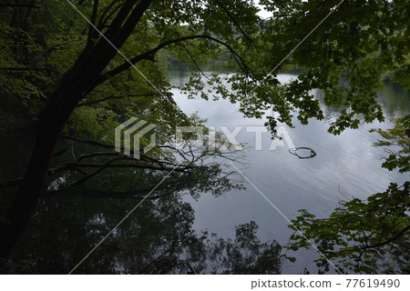 The forest in the national park is thick and green, and the lake is quiet and peaceful. The forest in the national park is thick and green, and the lake is quiet and peaceful. 77619490
