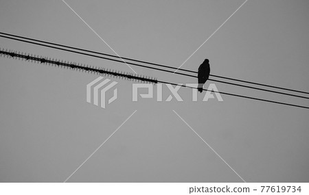 Bird perched on the cable Bird perched on the cable 77619734