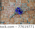 Purple ornamental flowers on the wall 77619771