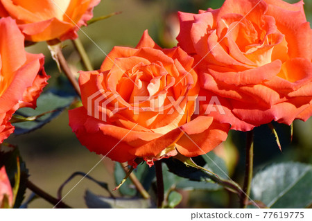 Orange rose (Modern Rose Esther Ofarim) flowers blooming in the botanical garden of Jindaiji Motomachi, Chofu City Orange rose (Modern Rose Esther Ofarim) flowers blooming in the botanical garden of Jindaiji Motomachi, Chofu City 77619775