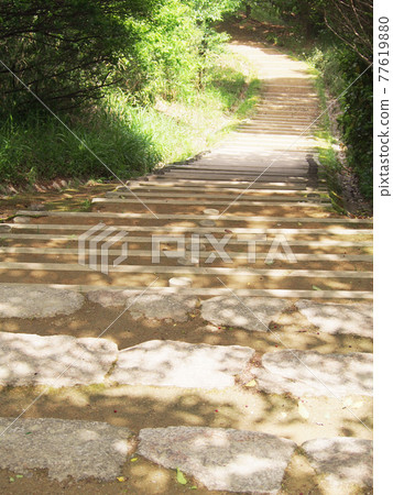 A walk through the sunny leaves 77619880