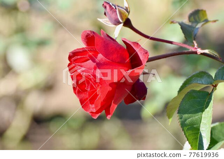 調布市神大寺元町植物園盛開的紅玫瑰（現代玫瑰psta） 77619936