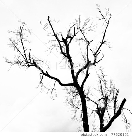 black and white leafless trees with branches black and white leafless trees with branches 77620161