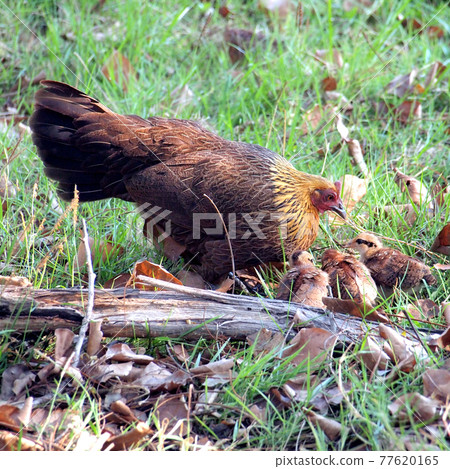 hen with her chicks hen with her chicks 77620165