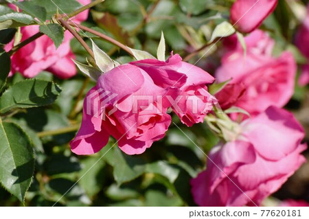 調布市元町神大寺植物園盛開的粉紅玫瑰（現代玫瑰背） 77620181