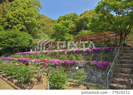 清水山植物園 77620252