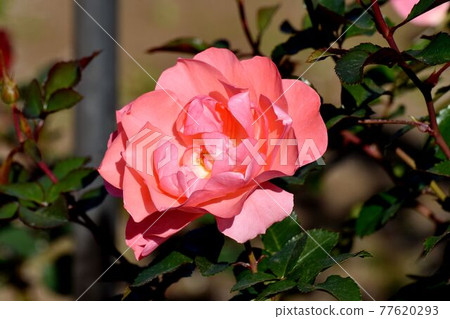 Pink roses (Modern Roses Jardin de France) flowers blooming in the botanical garden of Jindaiji Motomachi, Chofu City 77620293
