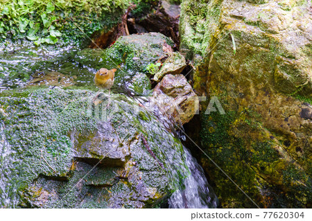 [Robin] Robin female standing in a mountain stream 77620304