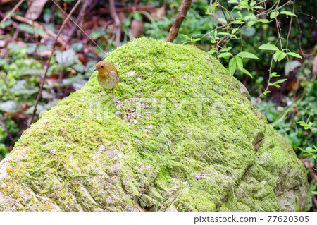 [Robin] Robin female standing on a rocky place 77620305