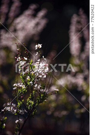 Safflower spiraea flowers that bloom against the sun 77620422