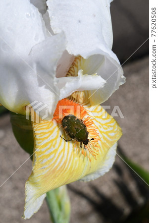 Cetoniinae 從鳶尾花中吃花粉 Cetoniinae 從鳶尾花中吃花粉 77620508