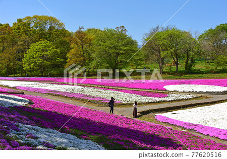 Saitama Prefecture Chichibu City Hitsujiyama Park Moss Phlox 77620516