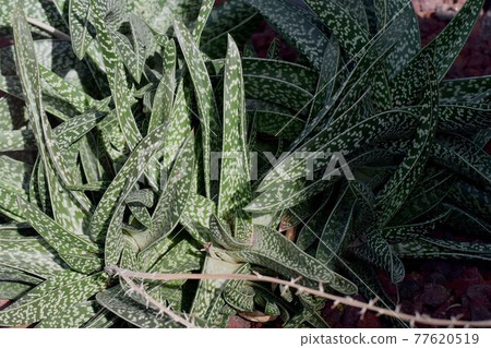 Gasteraloe, a succulent plant that becomes a botanical garden in Jindaiji Motomachi, Chofu City 77620519