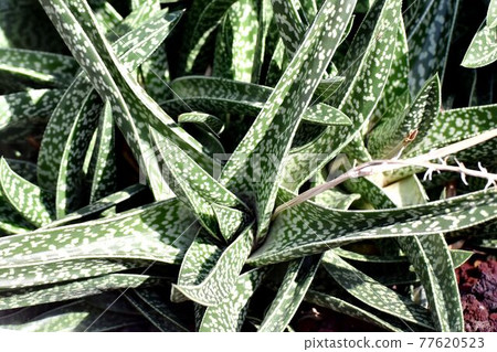 Gasteraloe, a succulent plant that becomes a botanical garden in Jindaiji Motomachi, Chofu City 77620523