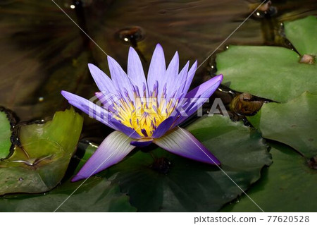 Purple water lily flowers blooming in the botanical garden of Jindaiji Motomachi, Chofu City 77620528