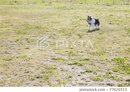 一條狗跑著一條寬闊的狗路 一條狗跑著一條寬闊的狗路 77620553