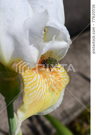 Cetoniinae eating pollen from iris flowers Cetoniinae eating pollen from iris flowers 77620556