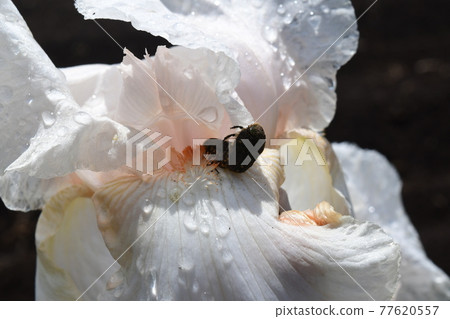 Mating Cetoniinae 77620557