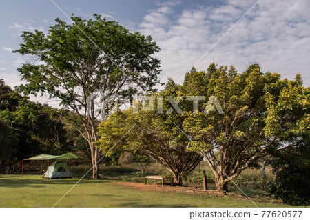 View of a camping tent with awning pitched on the dry ground under beautiful big trees with branches at the campsite in the woods during sunset or sunrise. View of a camping tent with awning pitched on the dry ground under beautiful big trees with branches at the campsite in the woods during sunset or sunrise. 77620577