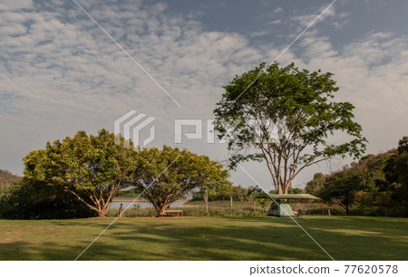 View of a camping tent with awning pitched on the dry ground under beautiful big trees with branches at the campsite in the woods during sunset or sunrise. View of a camping tent with awning pitched on the dry ground under beautiful big trees with branches at the campsite in the woods during sunset or sunrise. 77620578