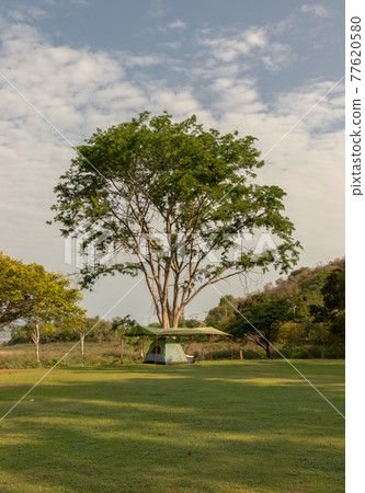 View of a camping tent with awning pitched on the dry ground under beautiful big trees with branches at the campsite in the woods during sunset or sunrise. 77620580