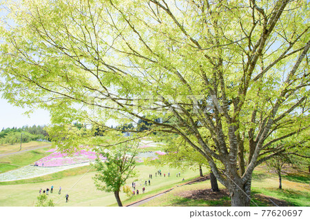 秋田縣橫手市被鮮花和綠樹環繞的終生運動 秋田縣橫手市被鮮花和綠樹環繞的終生運動 77620697
