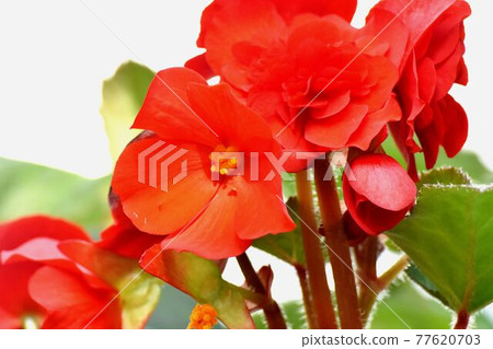 Red begonia flowers blooming in the botanical garden of Jindaiji Motomachi, Chofu City Red begonia flowers blooming in the botanical garden of Jindaiji Motomachi, Chofu City 77620703