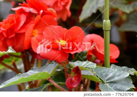 調布市神大寺元町植物園盛開的紅海棠花 調布市神大寺元町植物園盛開的紅海棠花 77620704