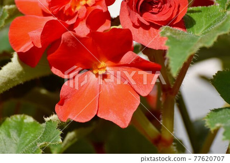Red begonia flowers blooming in the botanical garden of Jindaiji Motomachi, Chofu City Red begonia flowers blooming in the botanical garden of Jindaiji Motomachi, Chofu City 77620707