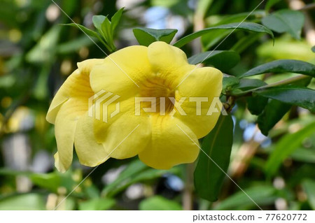 Yellow Allamanda cathartic flowers blooming in the botanical garden of Jindaiji Motomachi, Chofu City 77620772