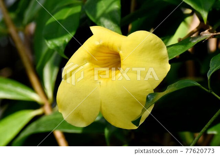 Yellow Allamanda cathartic flowers blooming in the botanical garden of Jindaiji Motomachi, Chofu City 77620773