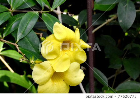 Yellow Allamanda cathartic flowers blooming in the botanical garden of Jindaiji Motomachi, Chofu City 77620775
