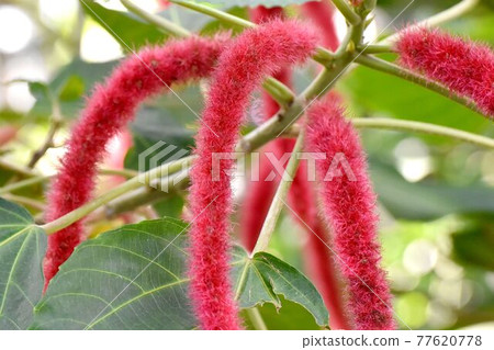 調布市元町神代寺植物園盛開的紅木槿花 77620778