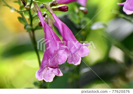 調布市元町神大寺植物園中盛開的粉紅花 77620876