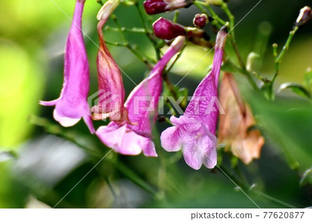 Pink strobilantes hamiltoniana (Furiwake coral) flowers blooming in the botanical garden of Jindaiji Motomachi, Chofu City 77620877