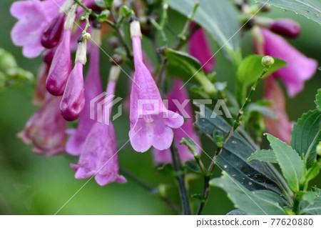 Pink strobilantes hamiltoniana (Furiwake coral) flowers blooming in the botanical garden of Jindaiji Motomachi, Chofu City 77620880