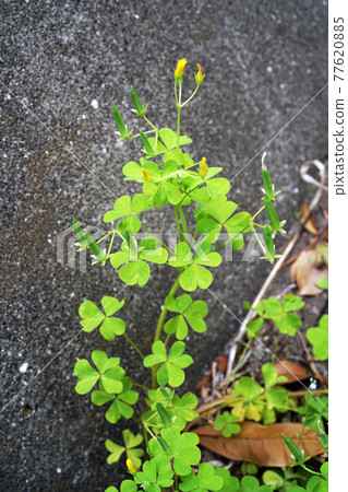 Otarukatabi 77620885