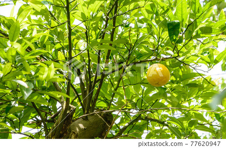 Naruto Orange 77620947