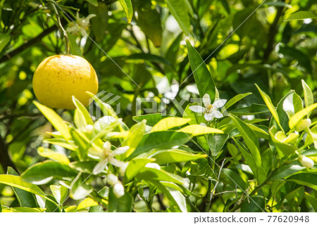 Naruto Orange 77620948